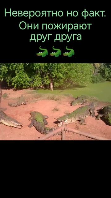 Кракодилы каннибалы #shortsvideo #animal #animalworld #animals #шортс #reptile смотреть онлайн