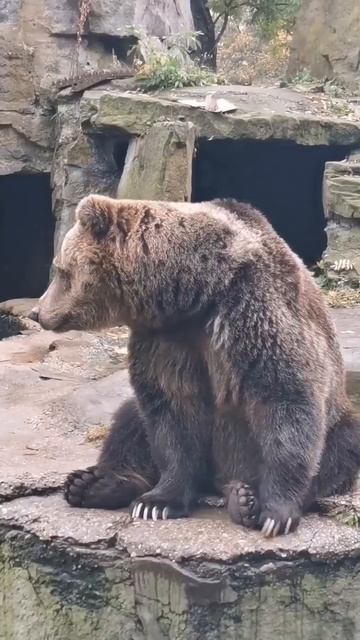 Калининград зоопарк, наш мишка. Так близко вы его никогда не видели😜 / Russian bear смотреть онлайн