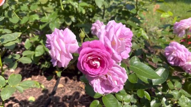 蓝紫色月季北极蓝 ｜抗病性强，开花性好，美到极致｜Arctic Blue Rose｜Disease Resistant｜First Year，Zone 5 смотреть онлайн