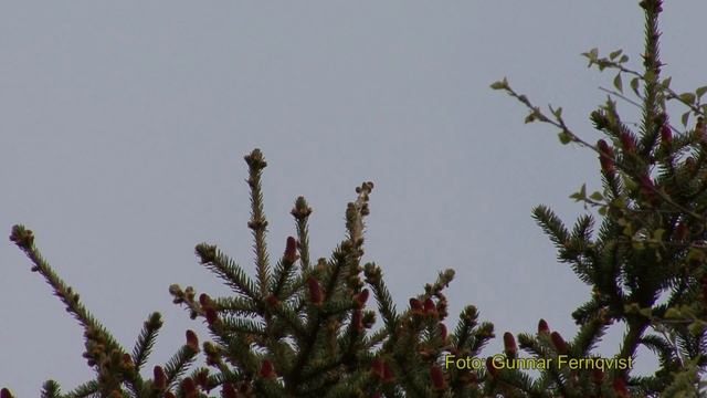 TRÄDPIPLÄRKA Tree Pipit (Anthus trivialis) Klipp - 184 смотреть онлайн