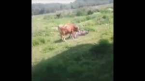 Уранил телефон в унитаз