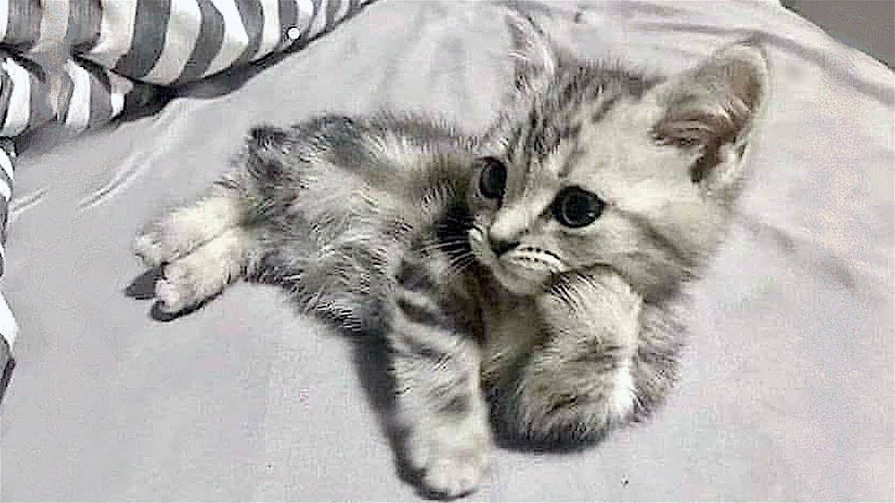 Приколы с Котами😉 Приколы с Животными вам точно поднимут настроение на целый день! смотреть онлайн