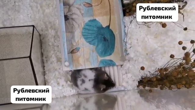 1000441271.mp4 смотреть онлайн