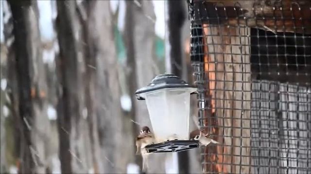 Воробьиный пир смотреть онлайн