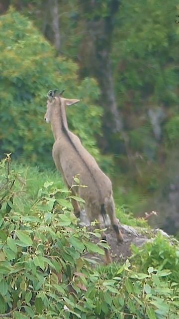 Suspicious Ghoral Feels my Presence | Himalya India смотреть онлайн
