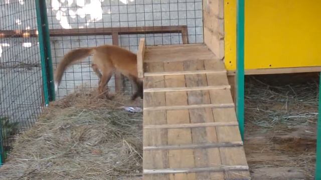 Наша лисенка смотреть онлайн