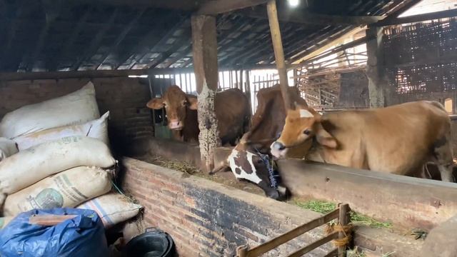 Sukses Dari breeding mbah sukinah bisa beli tanah nikahkan putrane sampe tabungan masa tua смотреть онлайн