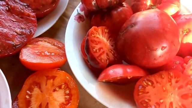 Обзор томатов 26 августа 2022 г смотреть онлайн