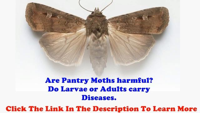 Are Pantry Moths harmful -- Do Larvae or Adults carry Diseases смотреть онлайн