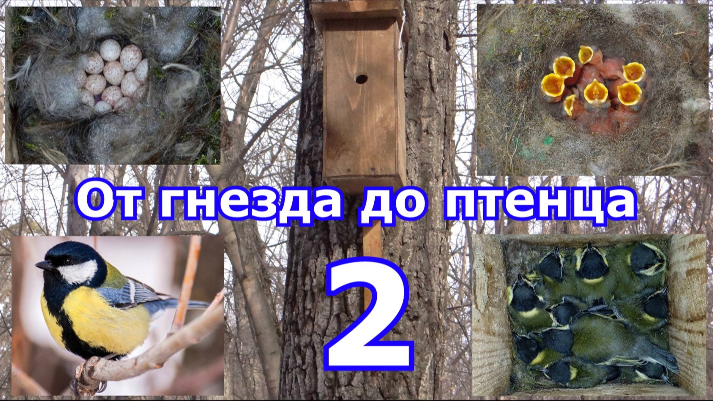 От гнезда до птенца. Большая синица. Сезон 2024. 2 серия смотреть онлайн