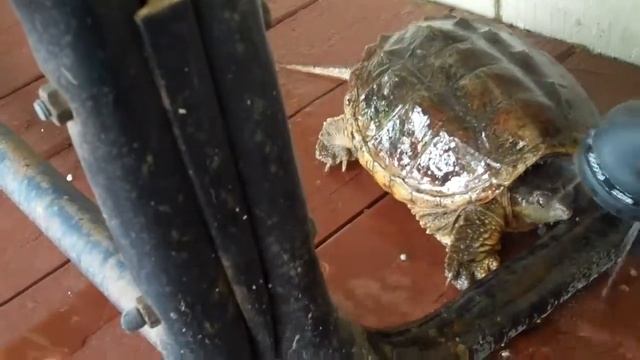 Alligator Snapping Turtle Visit and Rescue смотреть онлайн