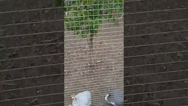 Павлин, который умеет здороваться, проживает в городском парке города Вольска! смотреть онлайн
