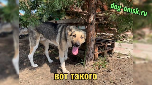 Привет от БУТУЗА! смотреть онлайн