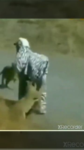 Zebra 🦓 Prank on. Animals #youtubeshorts #shorts смотреть онлайн