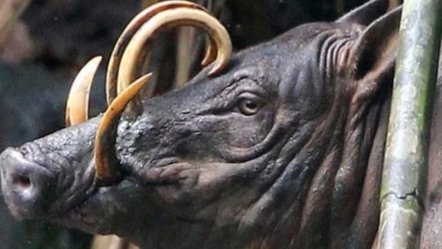 Babirusa Facts  Interesting Facts About Babirusa Facts About Babirusa