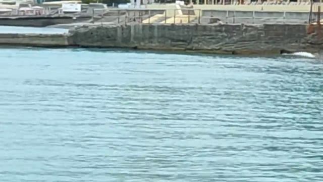 Дельфины у берега