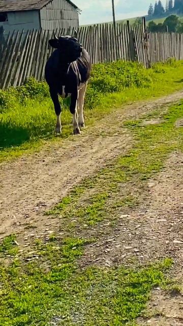 Корова обоссалась от смеха когда увидела меня, что бегу купаться в фонтан. Часть 1 смотреть онлайн