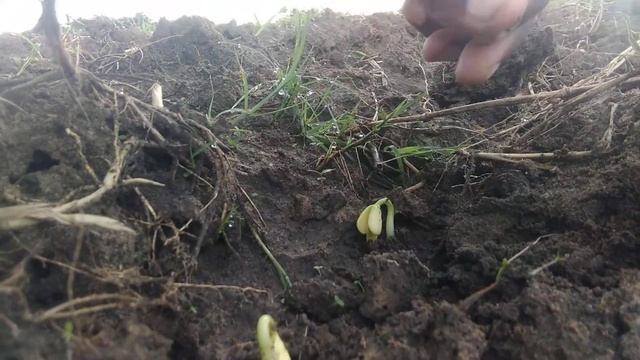 Growing beans in Zambia (part 2)26 February 2021 смотреть онлайн