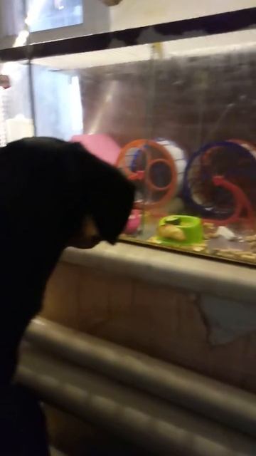 вот интрига , Такса и Хамяки смотреть онлайн