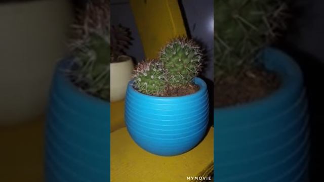 KAKTÜS BAKIMI NASIL OLMALI. KAKTÜS BAKIMINDA PÜF NOKTALAR. смотреть онлайн