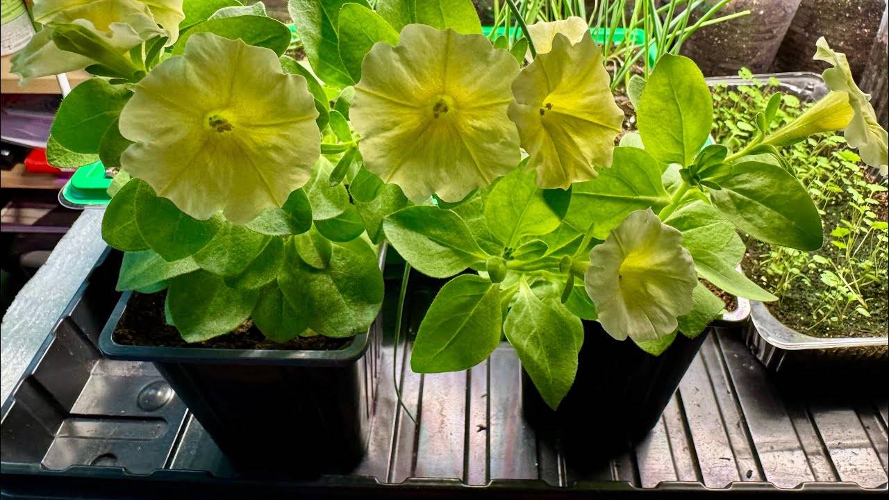 Моя рассада меня радует , а вас ваша радует?) 26 марта 2025 год смотреть онлайн