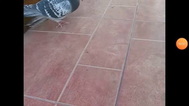 Смешные голуби!! смотреть онлайн