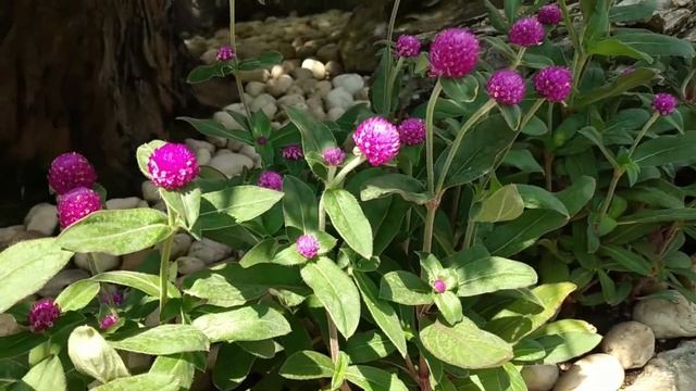 Bunga kenop||Bunga Kancing||Kembang Puter||Kembang Udel@Anna lestari#bungakenop#gomphrena смотреть онлайн
