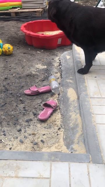 Вот что бывает с тем кто стоит у меня на пути #лабрадор #shorts смотреть онлайн