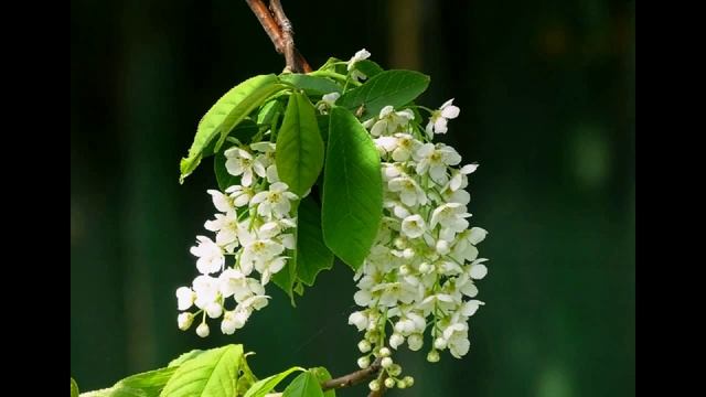 Цветущая природа смотреть онлайн