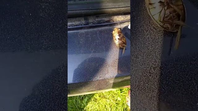 Жук Плавунец окаймленный Dytiscus marginalis смотреть онлайн