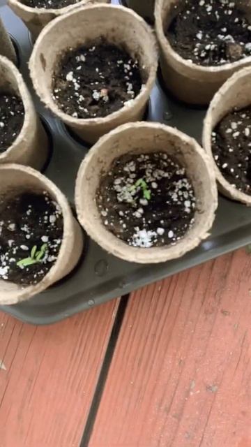 We will have a garden on the back porch before long! #Sunflower #CandyCane #CrackerJack #FatherSon смотреть онлайн