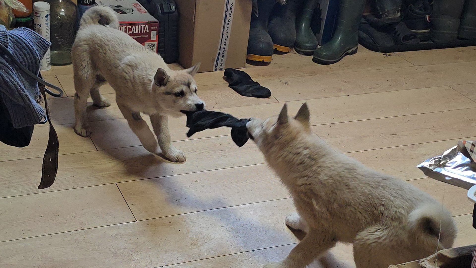 Последний укол щенку