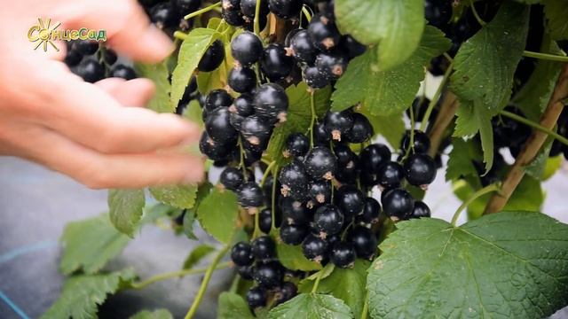 Смородина Оріана смотреть онлайн