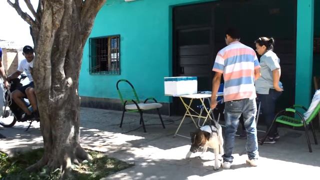 Castración y vacunación en villa Oro de Fontana смотреть онлайн