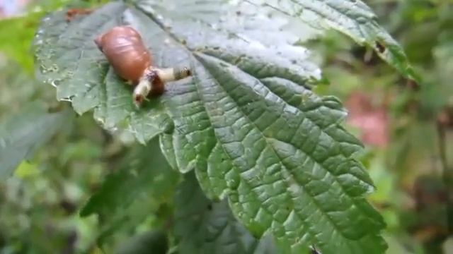 ZOMBIE SNAILS -2017 смотреть онлайн