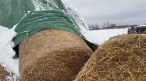 Марина Елагина, видео о флисе типа ПраймТэкс для соломы от Лелаф, открытие скирды рулонов зимой