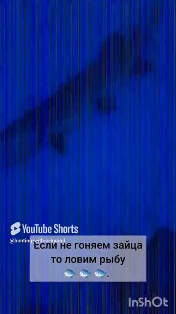 Если не гоняем зайца то ловим рыбу 🐟 🐟 🐟.#рыбалка #fishing #щука#охотасгончей #топ #hunting #tro смотреть онлайн