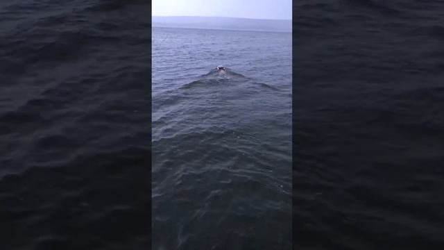 Карповый кораблик на водомёте смотреть онлайн