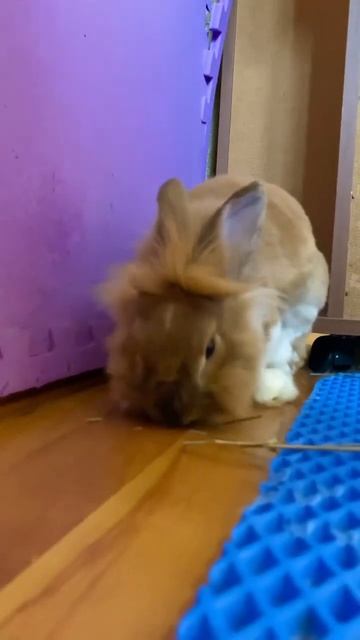 Я ОЧЕНЬ СИЛЬНО ТЕБЯ ЛЮБЛЮ ❤️ #shorts #rabbit #милыепитомцы #товарыдлякроликов #кролики_содержание смотреть онлайн