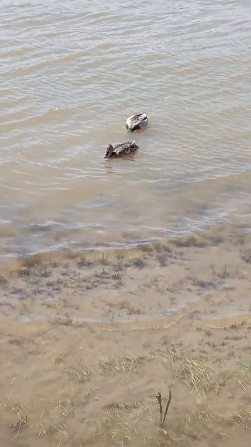 утка кряква, синхронное плавание смотреть онлайн