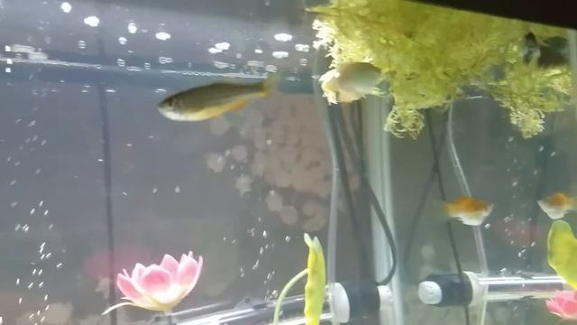 Ray you want the pearl danios? смотреть онлайн