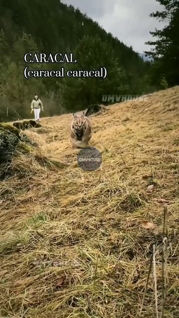 #short 5 FELINOS QUE NÃO SOBREVIVERIAM AO ATAQUE DE UM CHIMPANZÉ смотреть онлайн