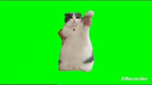 СБОРНИК ФУТАЖЕЙ | ВСЕ КОТЫ НА ЗЕЛЁНОМ ФОНЕ