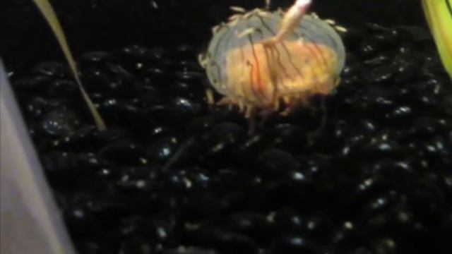 Flower Hat Jelly Captures Fish