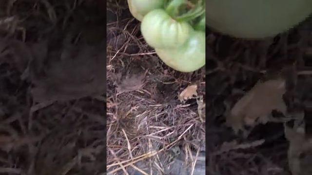монгольский карлик смотреть онлайн
