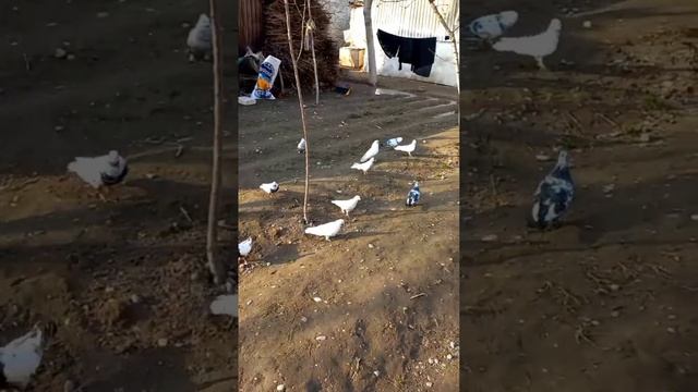 Кабутарҷа ҷа👍🔔❤️💯🇹🇯фуруши