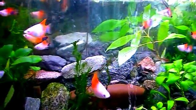 Aquascaping. Tropical Fish. смотреть онлайн