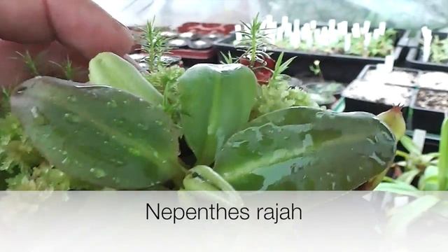 Nuevas nepenthes DISPONIBLES смотреть онлайн