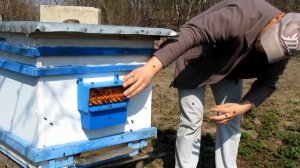 КАК УСТАНОВИТЬ ПЫЛЬЦЕСБОРНИК / ПЧЕЛОВОДСТВО