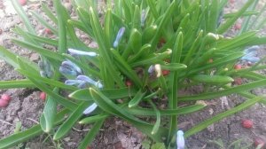 Пролеск колокольчатый смесь окрасок